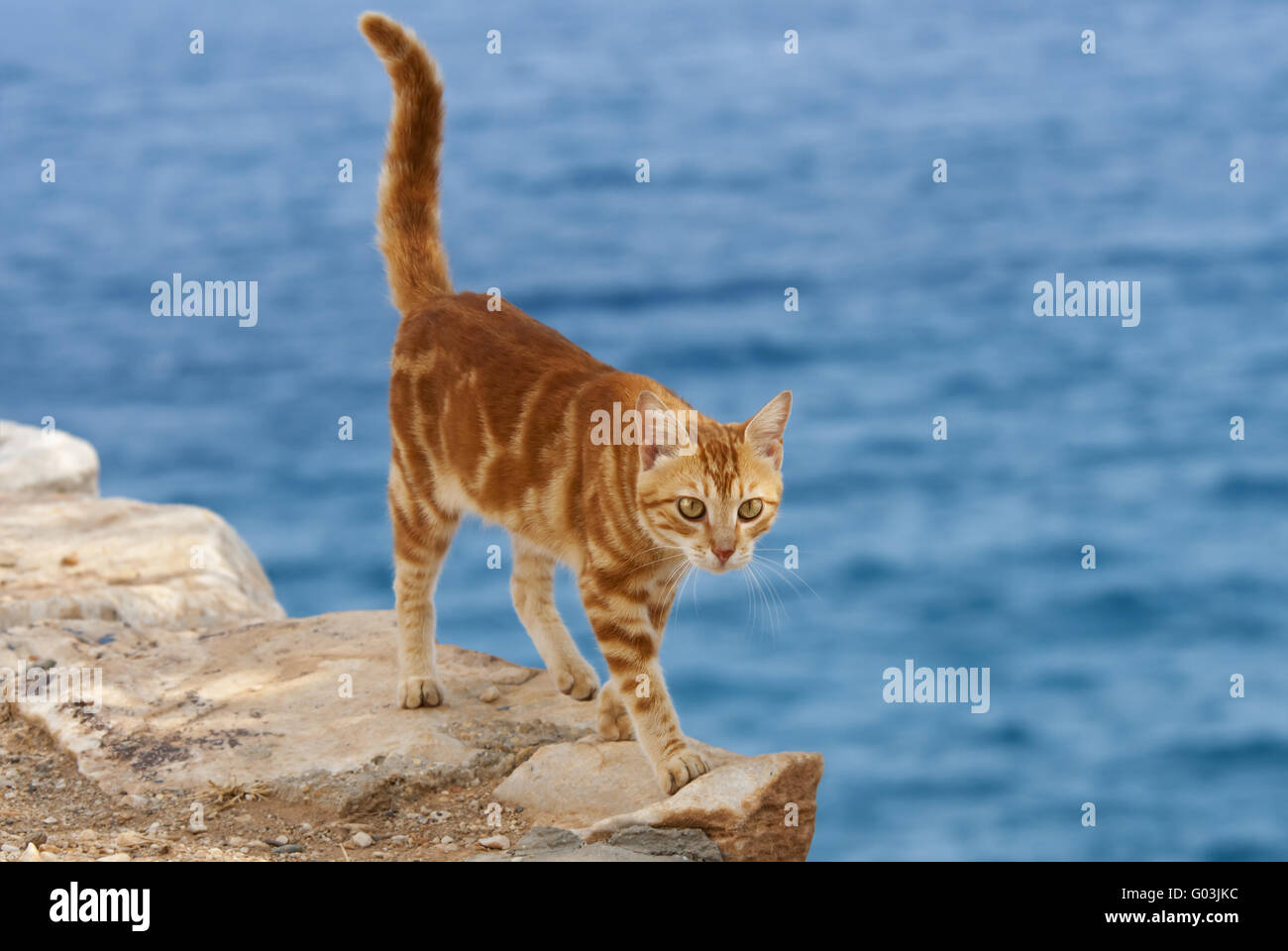 Cat, red classic tabby, edge of a cliff, Cyclades Stock Photo