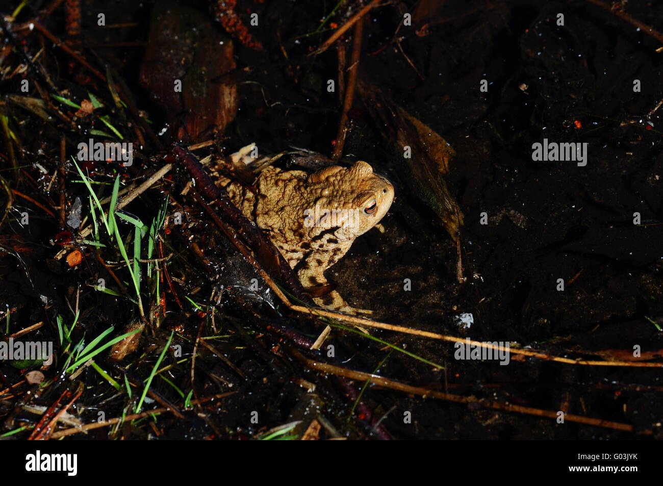 frog Stock Photo