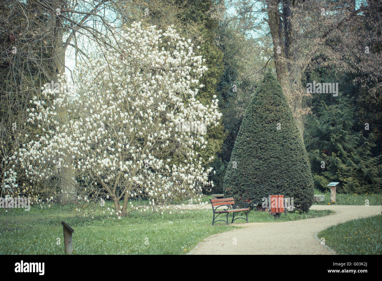 Magnolia tree bench hi-res stock photography and images - Alamy