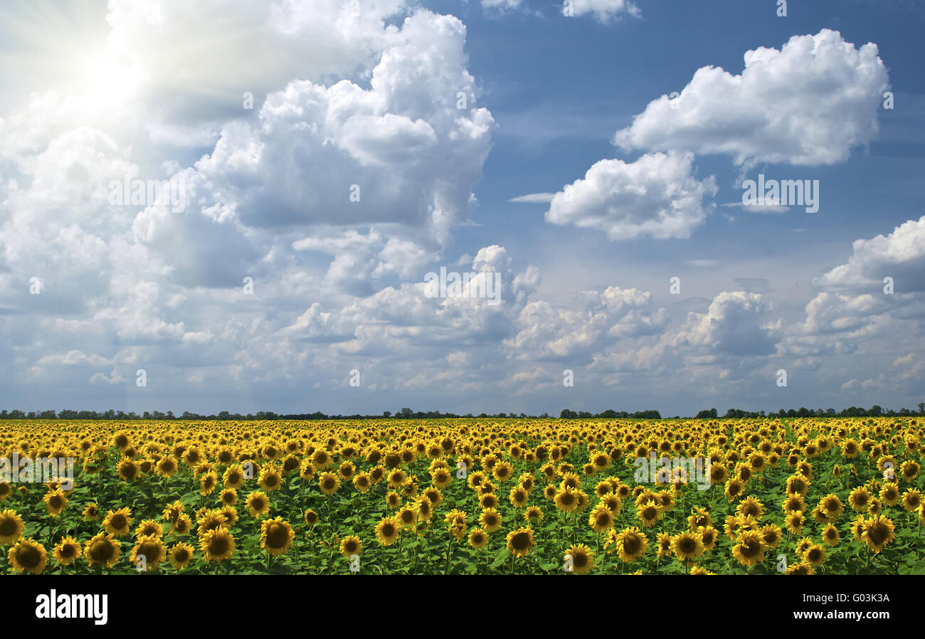 Field of sunflowers on a background of the cloudy blue sky Stock Photo ...