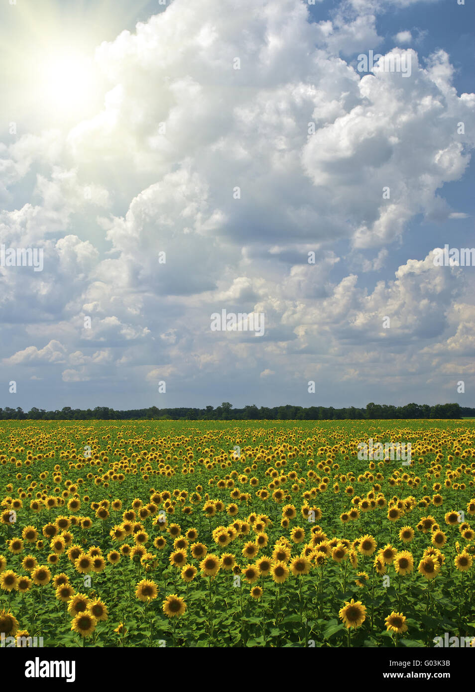 Field of sunflowers on a background of the cloudy blue sky Stock Photo ...