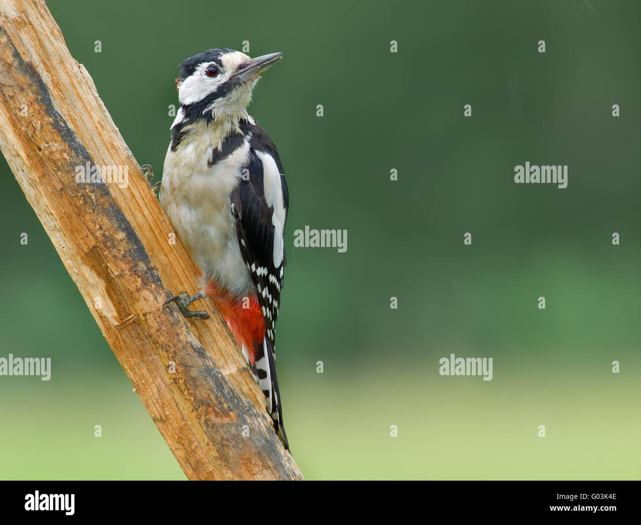 Lesser spotted woodpecker hires stock photography and images Alamy