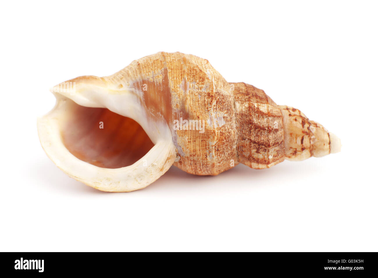 Cockleshell on a white background it is isolated Stock Photo