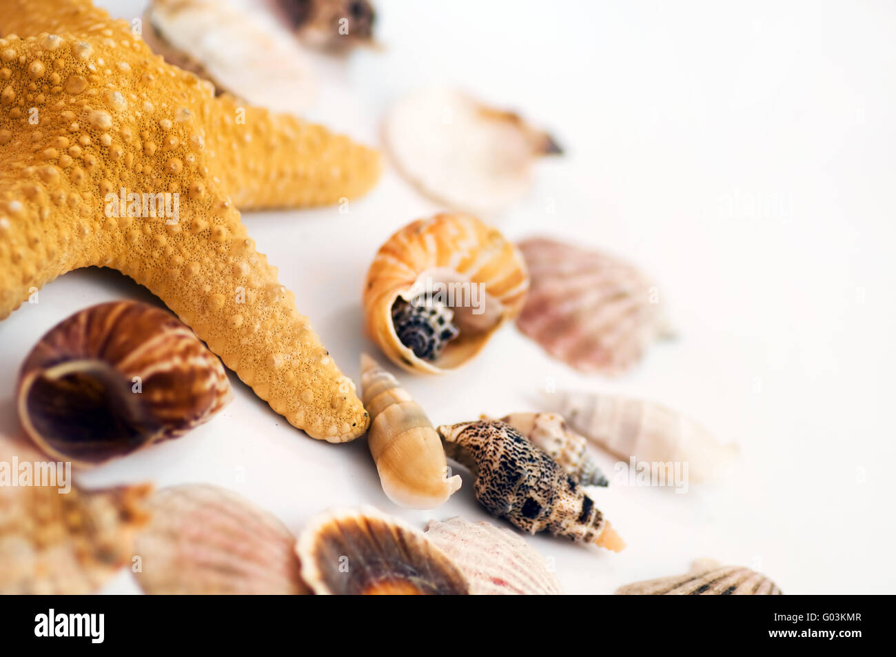 Starfish and shells isolated on white background Stock Photo - Alamy