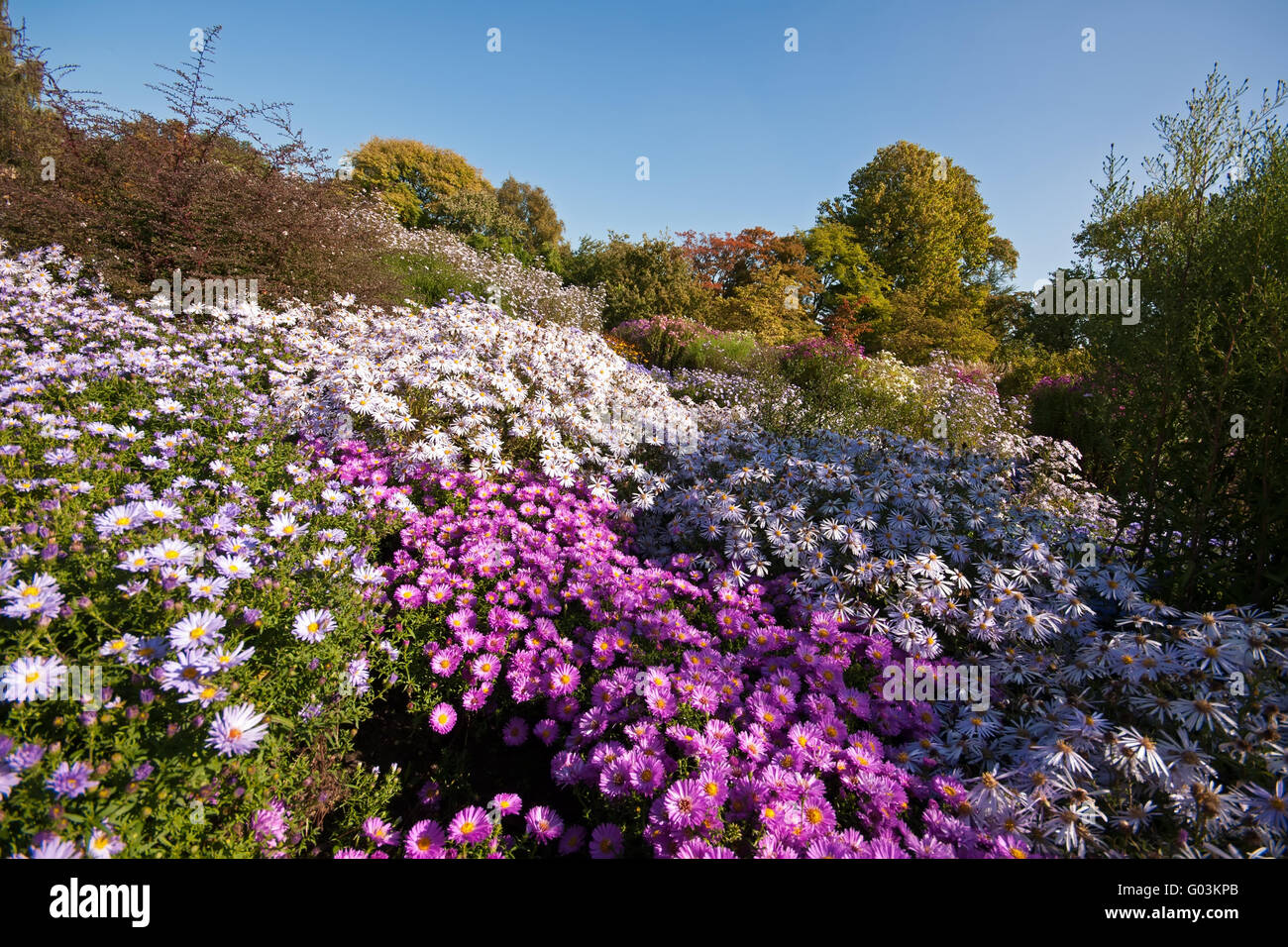 Blooming aster ericoides in autumnally landscape Stock Photo