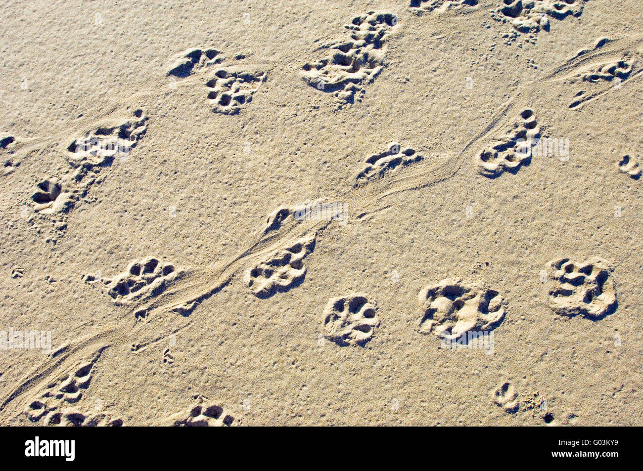 Otter tracks hi-res stock photography and images - Alamy