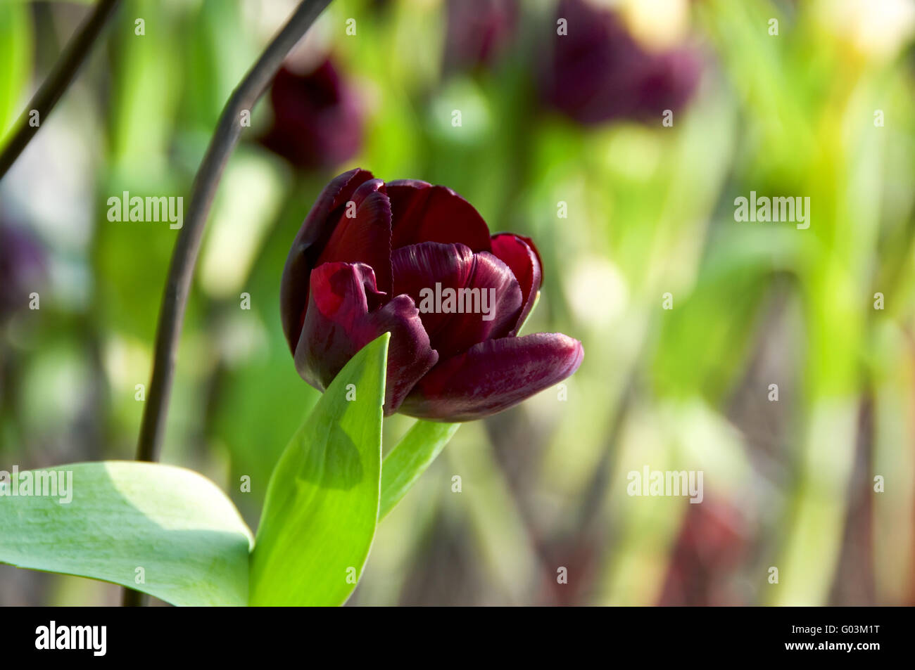 The close view of dark tulip over stalk and leafs Stock Photo