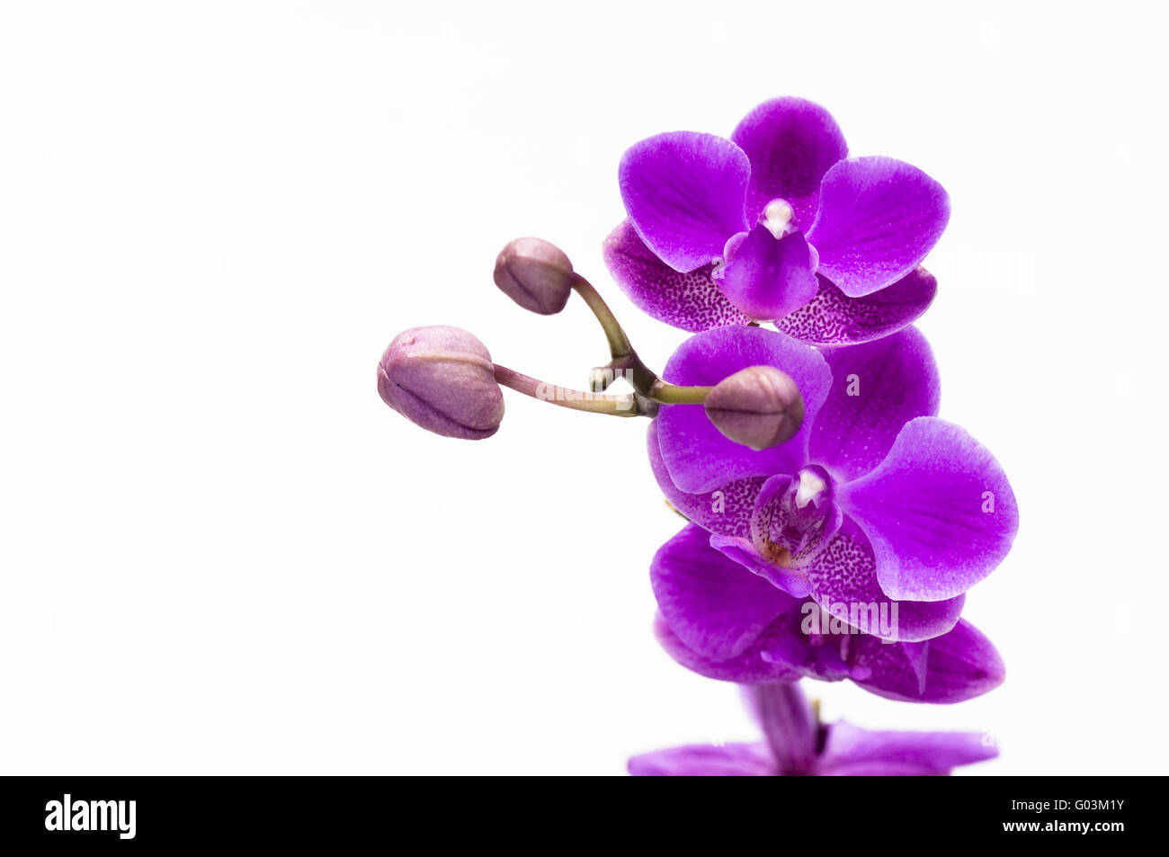 Pink orchid flower isolated on white background Stock Photo - Alamy