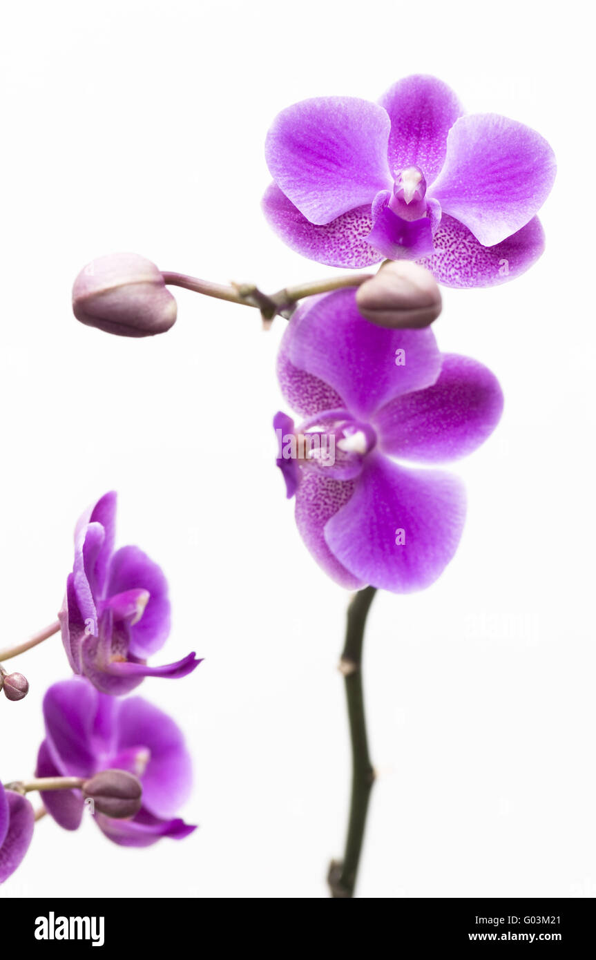 Pink orchid flower isolated on white background Stock Photo