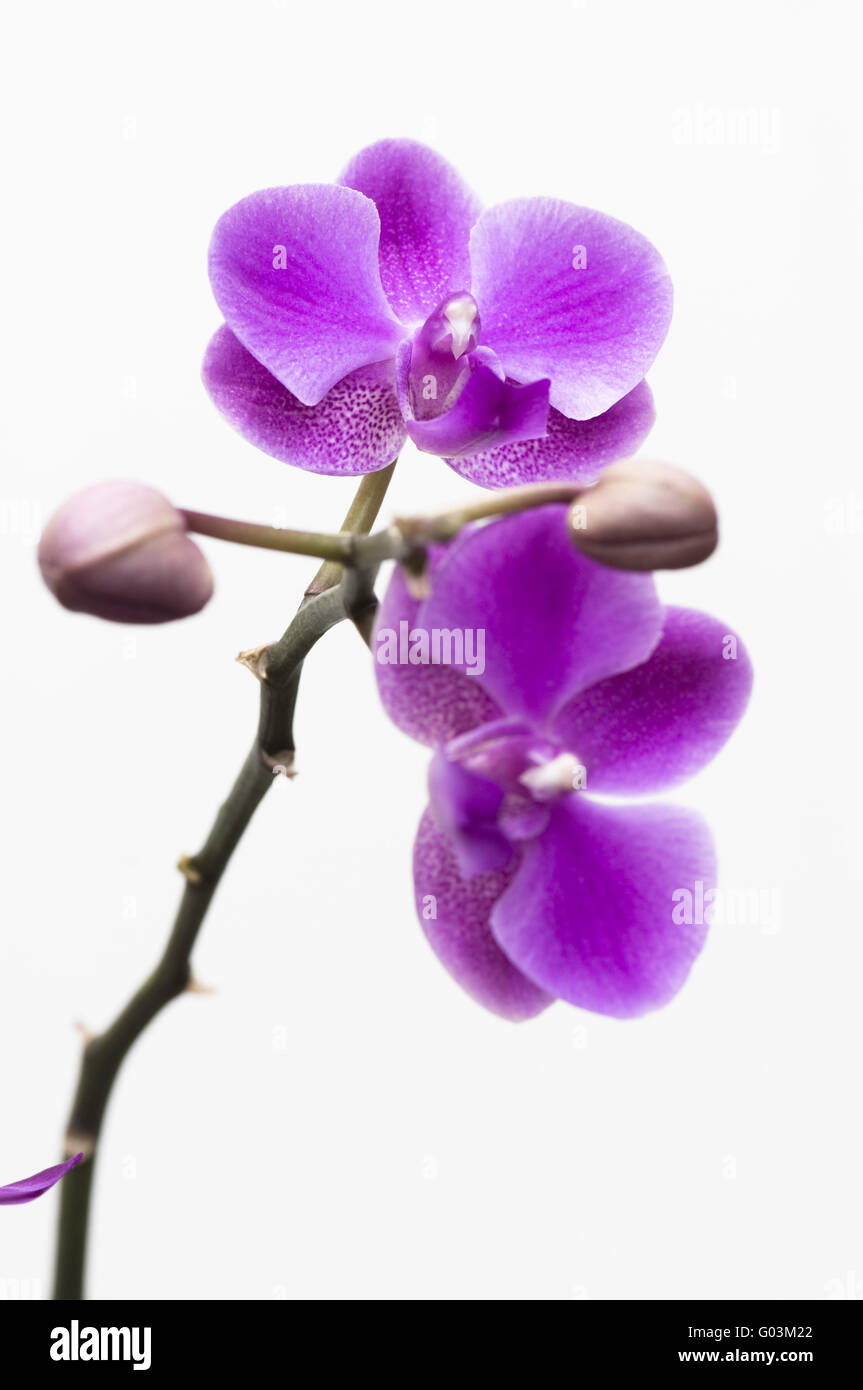 Pink orchid flower isolated on white background Stock Photo - Alamy