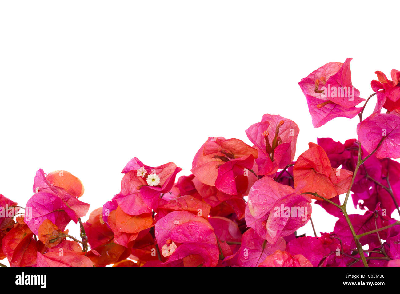 bougainvillea flowers frame Stock Photo