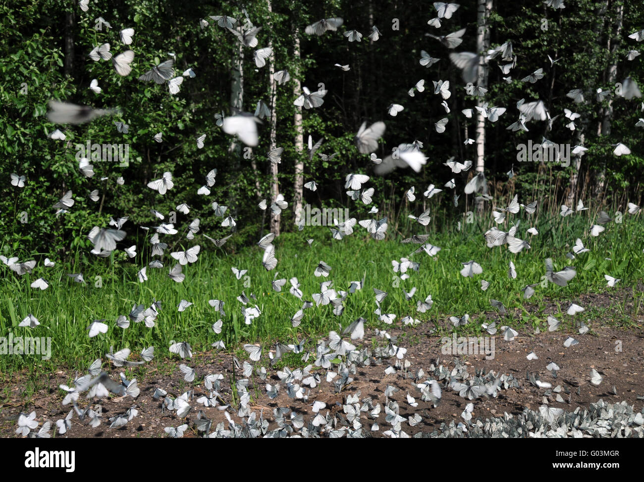 Butterflies in the Air Stock Photo Alamy