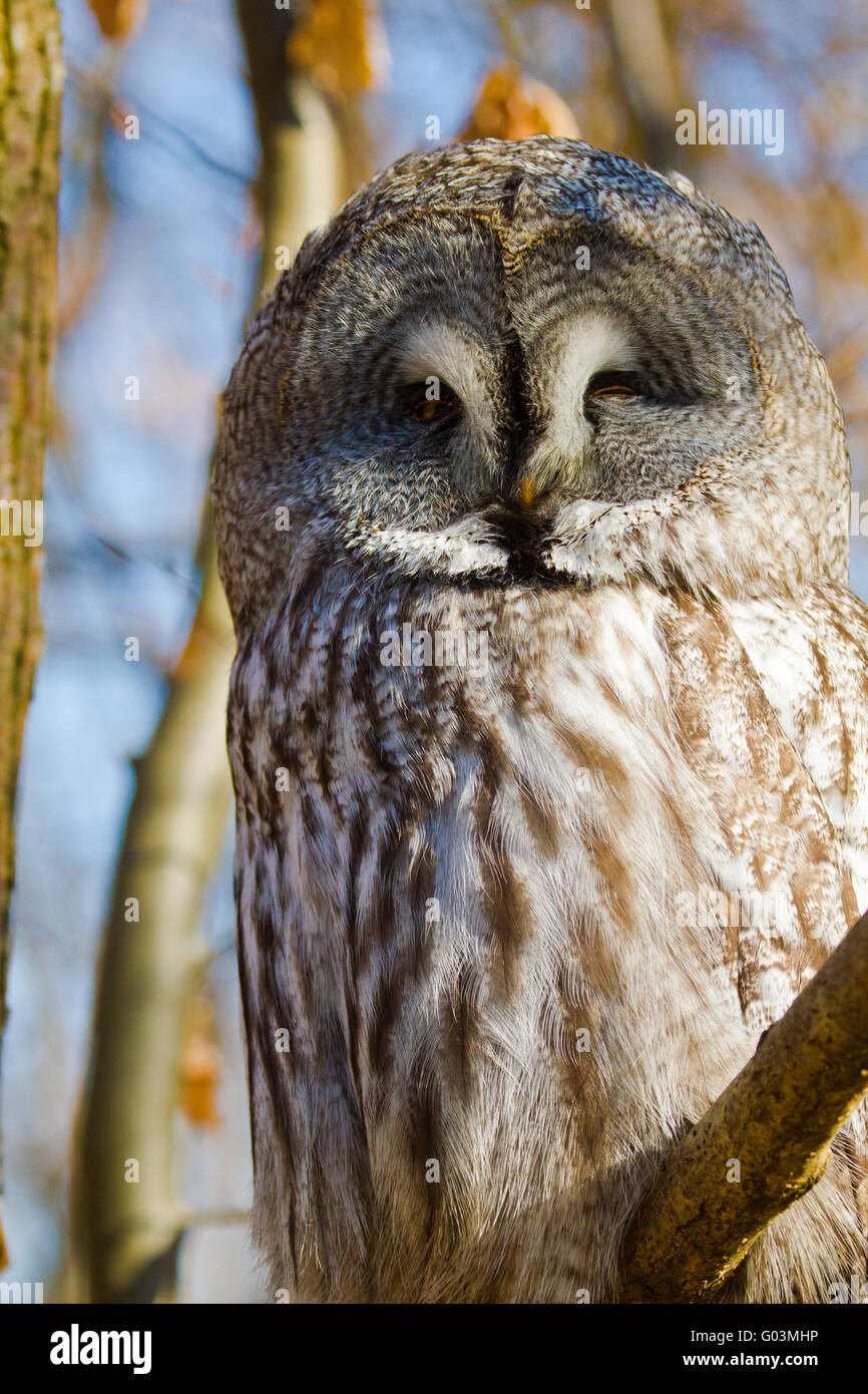 Great Grey Owl or Lapland Owl (Strix nebulosa) Stock Photo