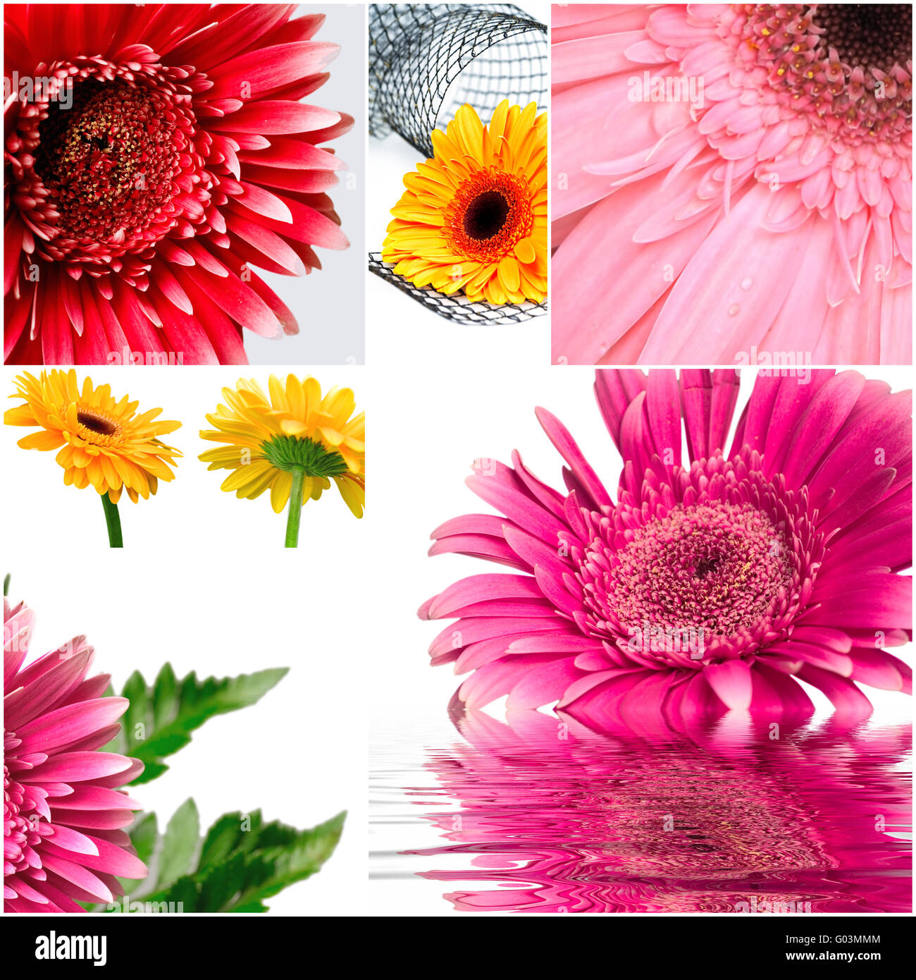 gerbera flowers of red and yellow colors on white Stock Photo
