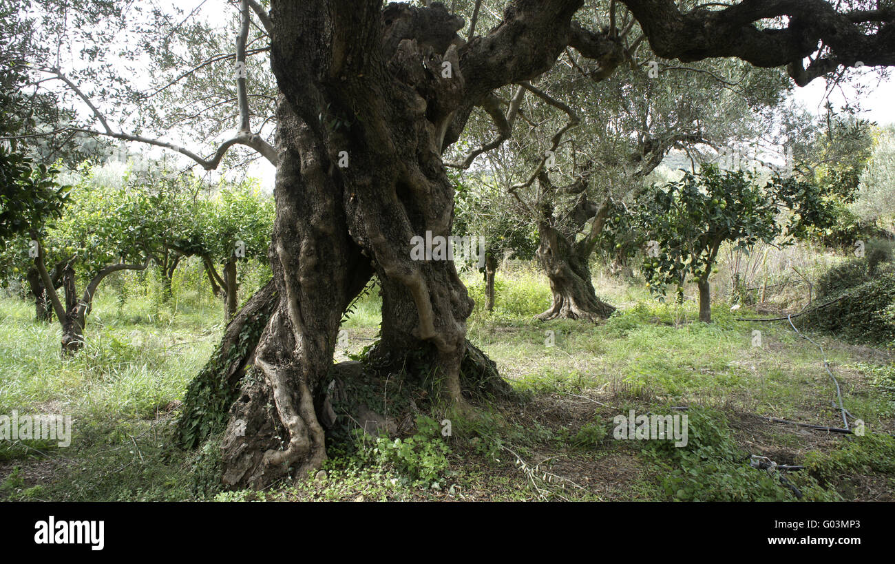 Old gnarled olive tree in Greece Stock Photo