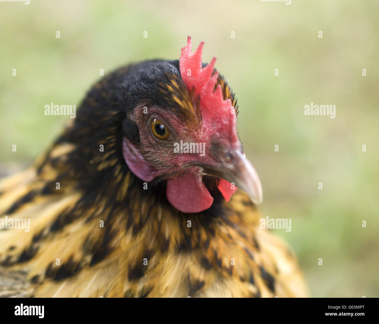 chicken crele bantam hen organic poultry Stock Photo