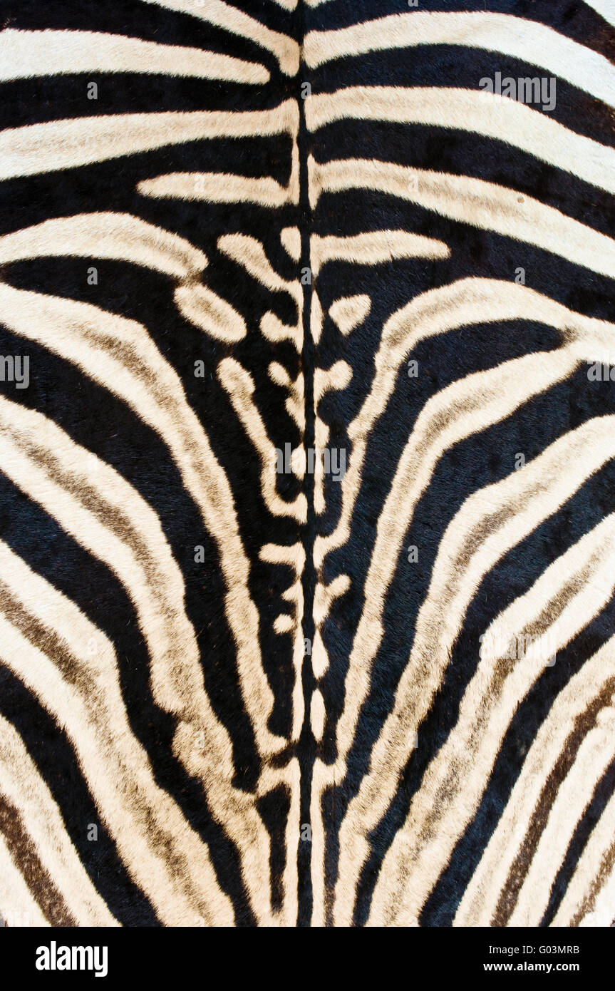 Detail image of a zebra skin floor rug Stock Photo