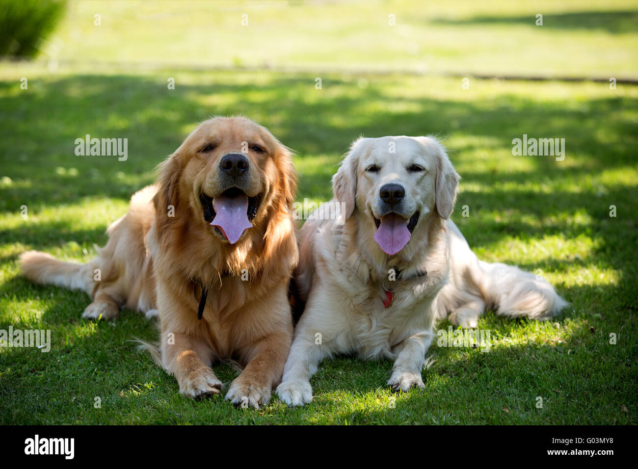 Close Up pair of purebred playful golden retriever dogs outdoors on ...