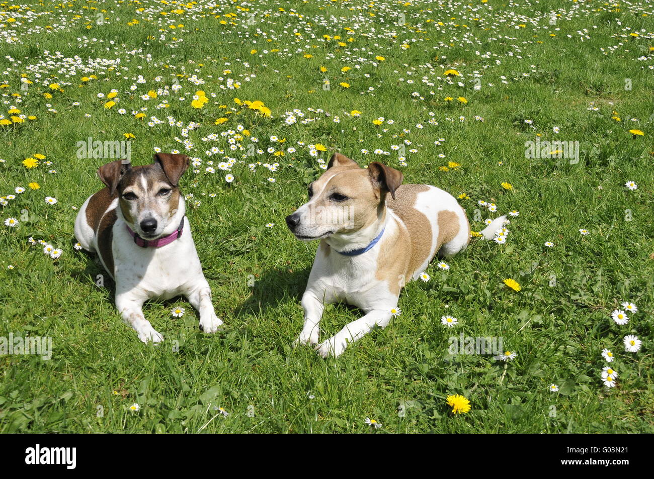 Jack russells hires stock photography and images Alamy