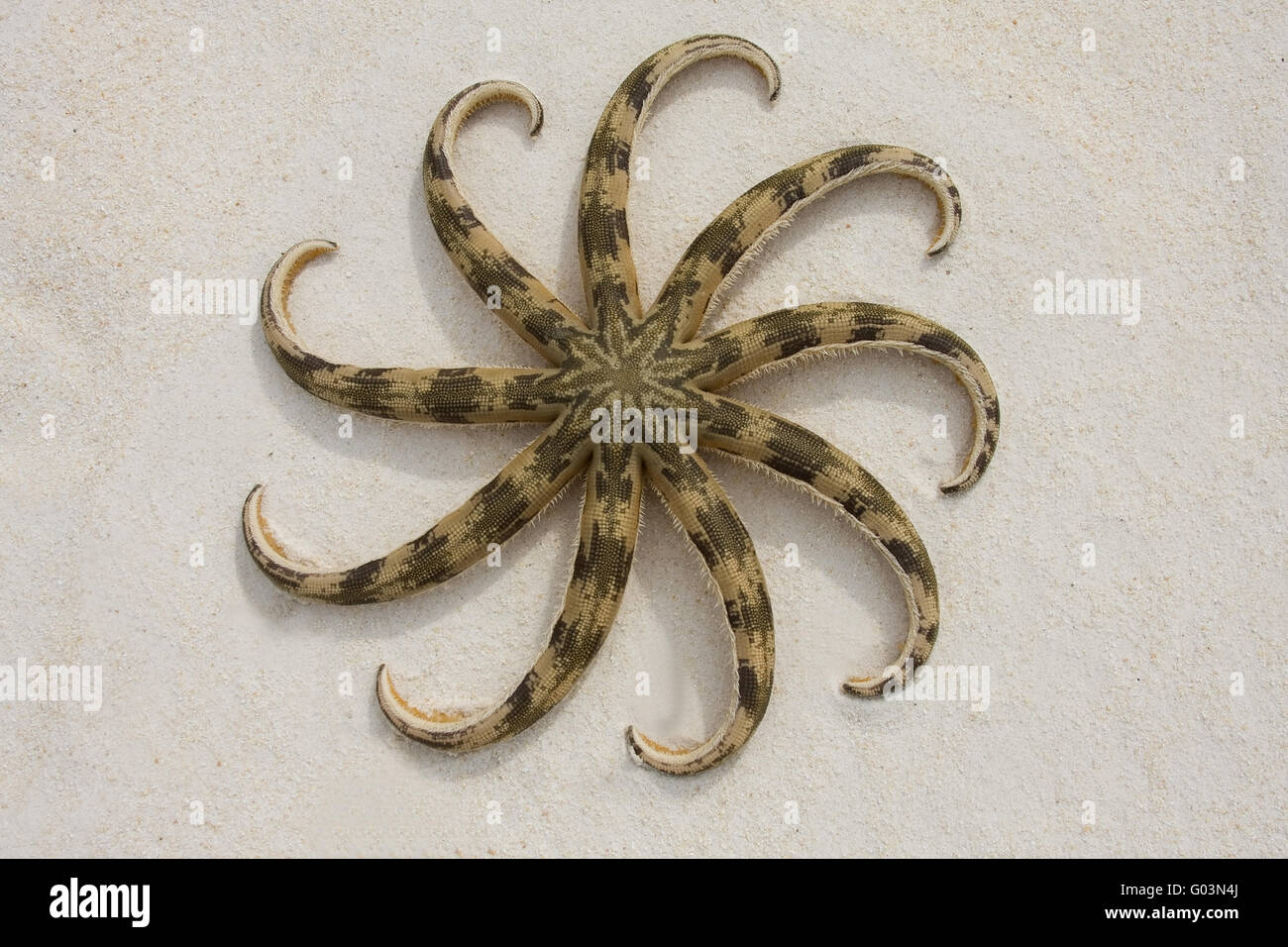 Starfish (Asteroidea), Gulf of Thailand,,Phu Quoc Stock Photo