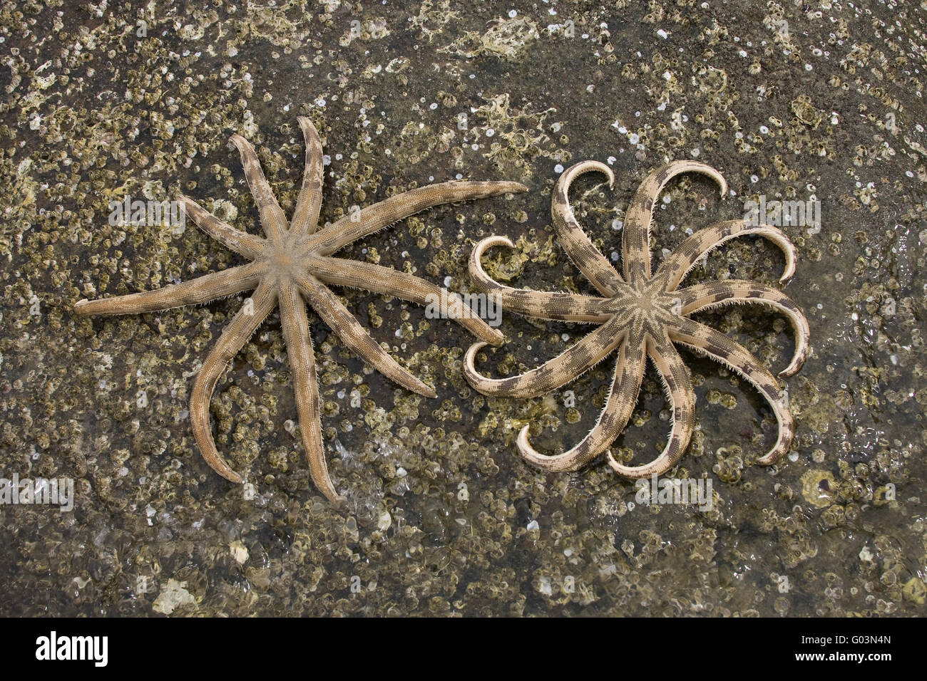 Starfish (Asteroidea), Gulf of Thailand,,Phu Quoc Stock Photo