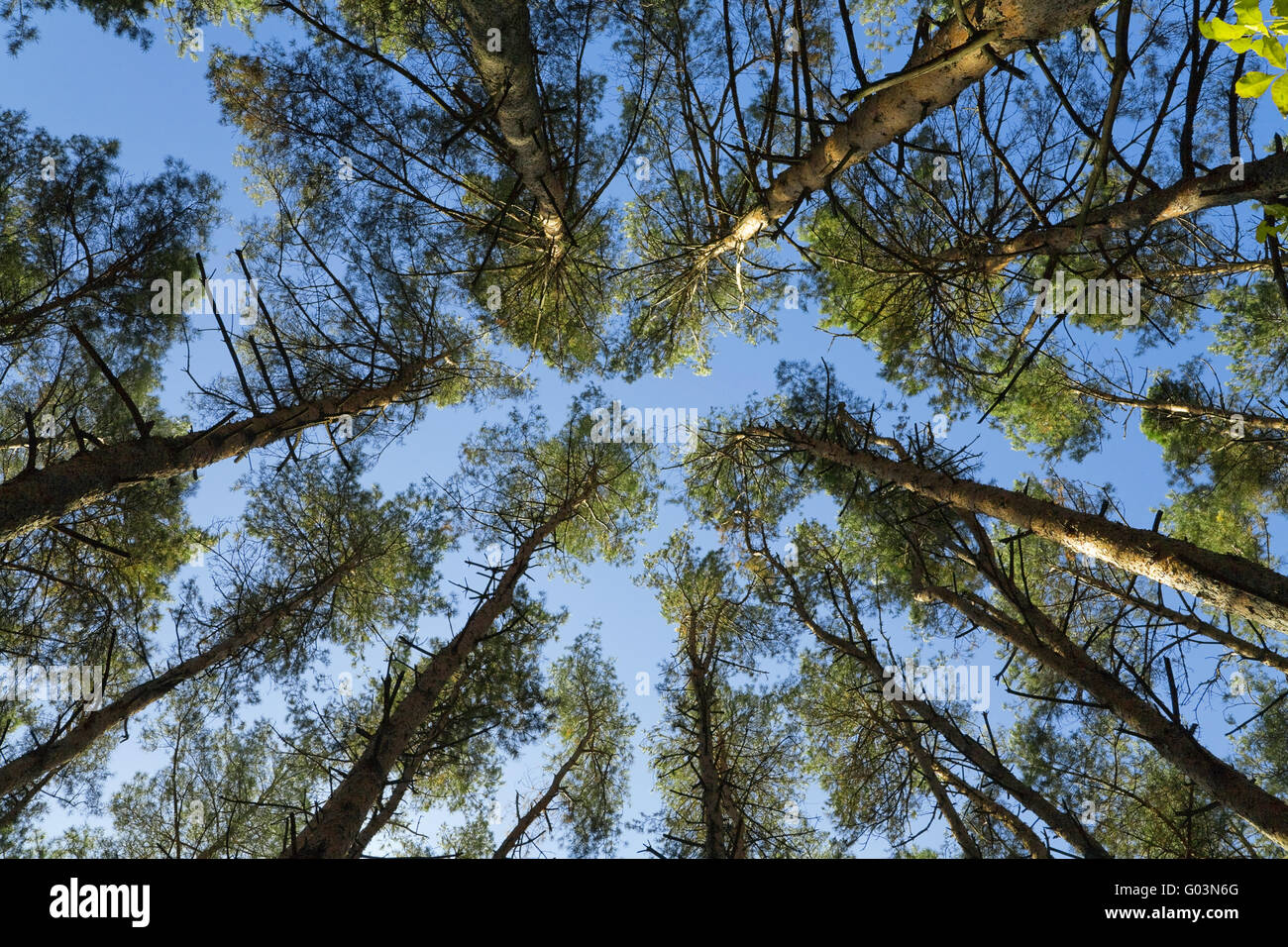 crown of high green trees against the blue sky Stock Photo - Alamy