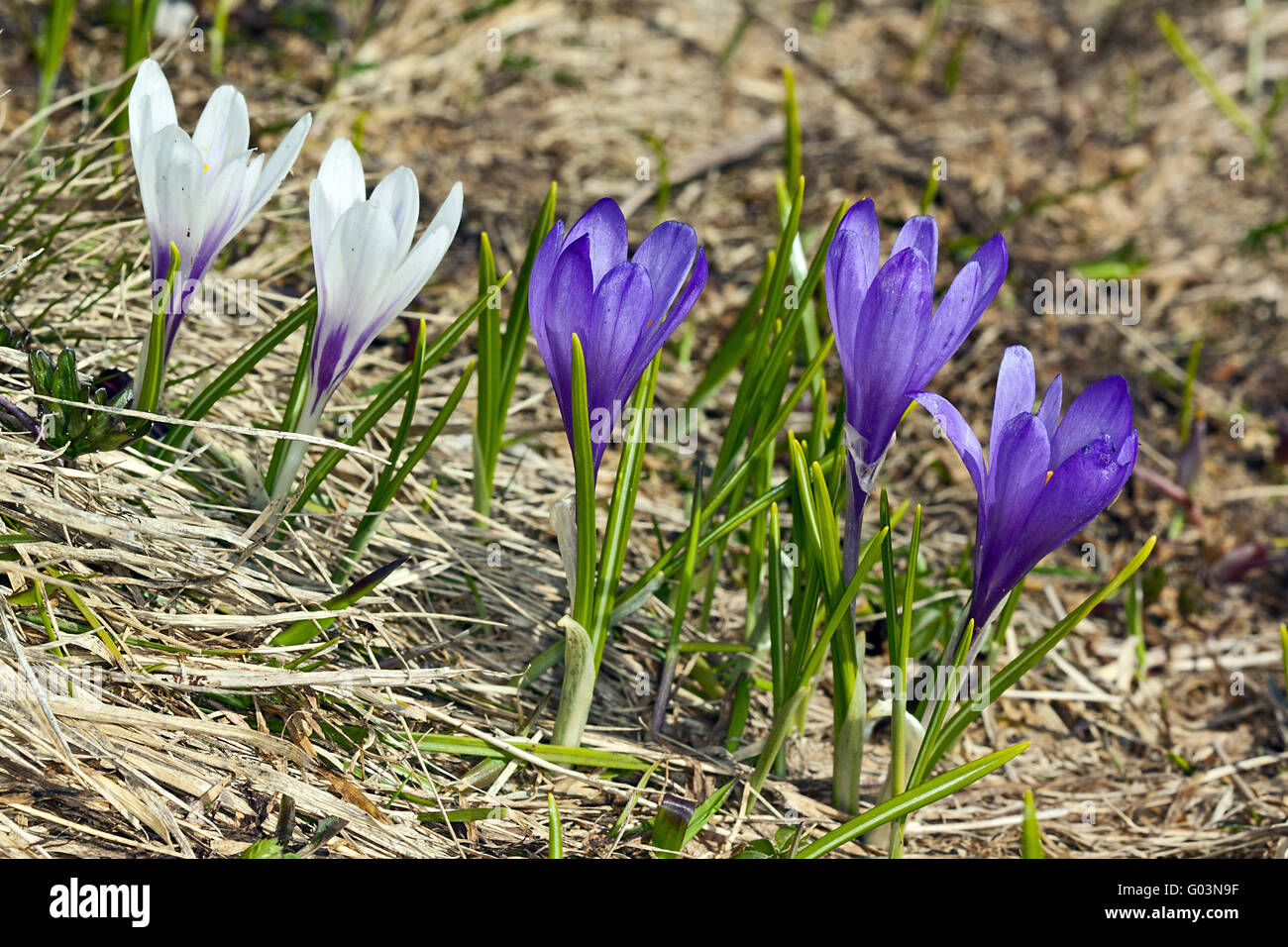 Spring Crocus, Crocus albiflorus, wild flowers Stock Photo