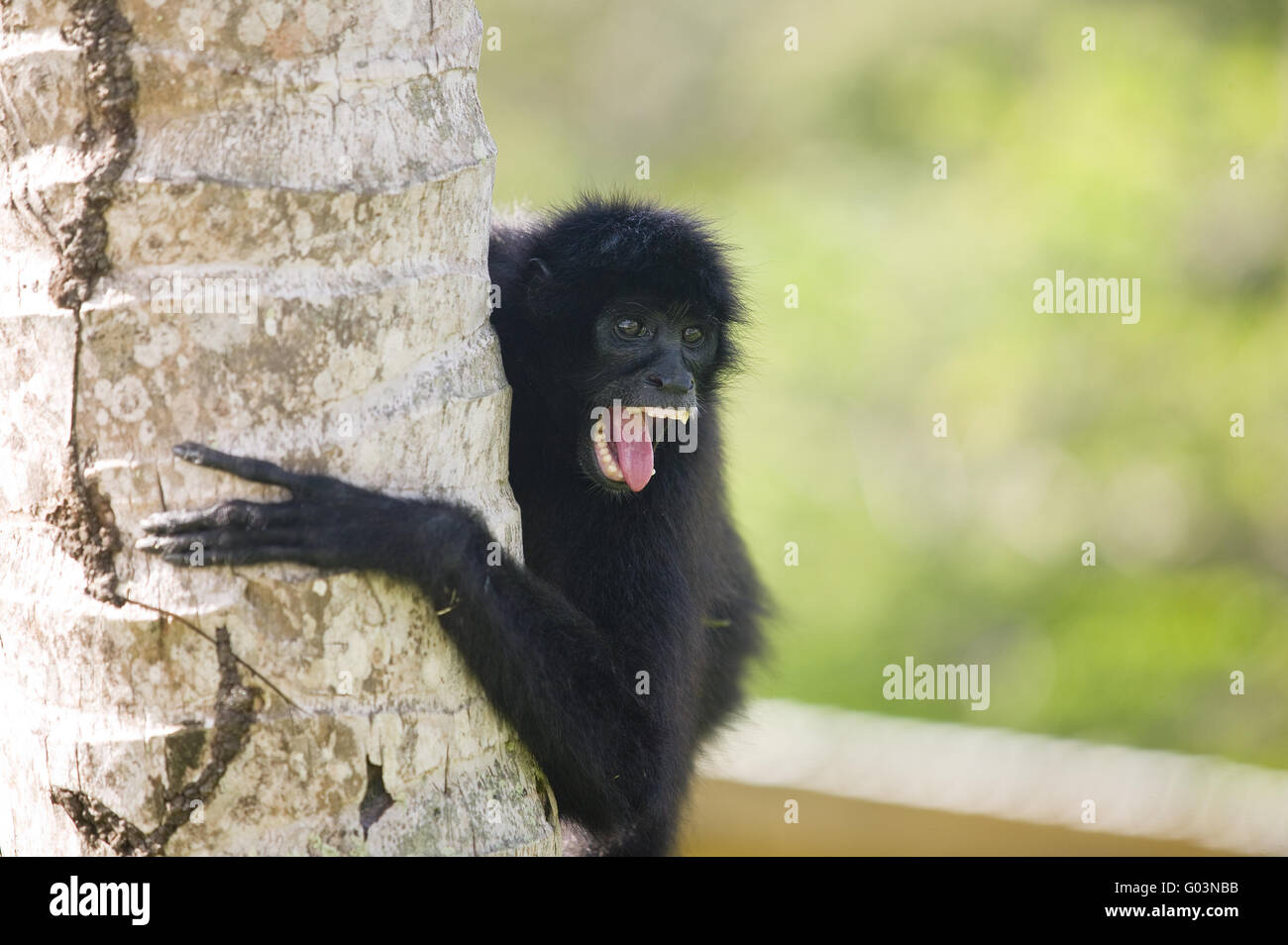 Spidermonkey hi-res stock photography and images - Alamy