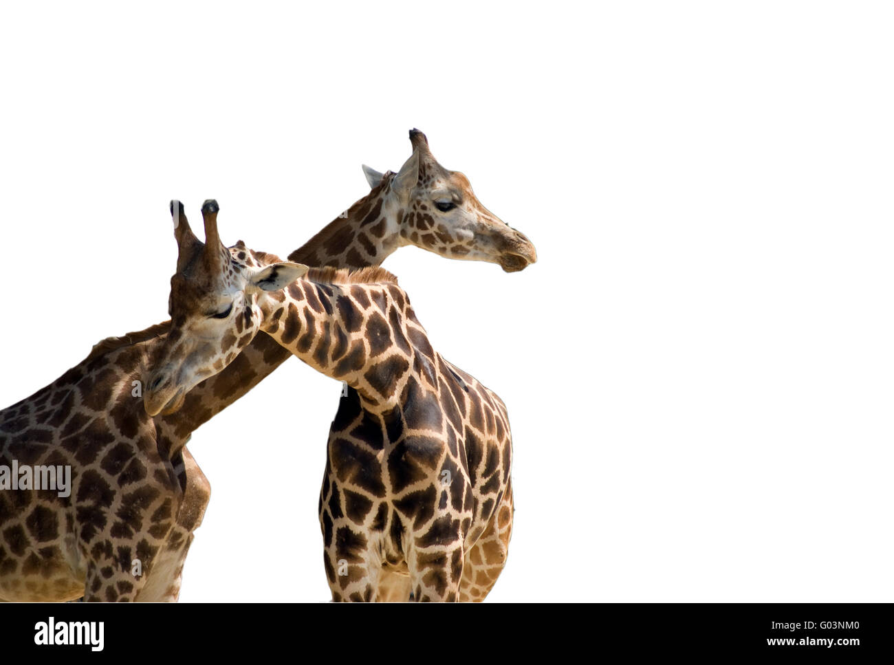giraffes on white background Stock Photo