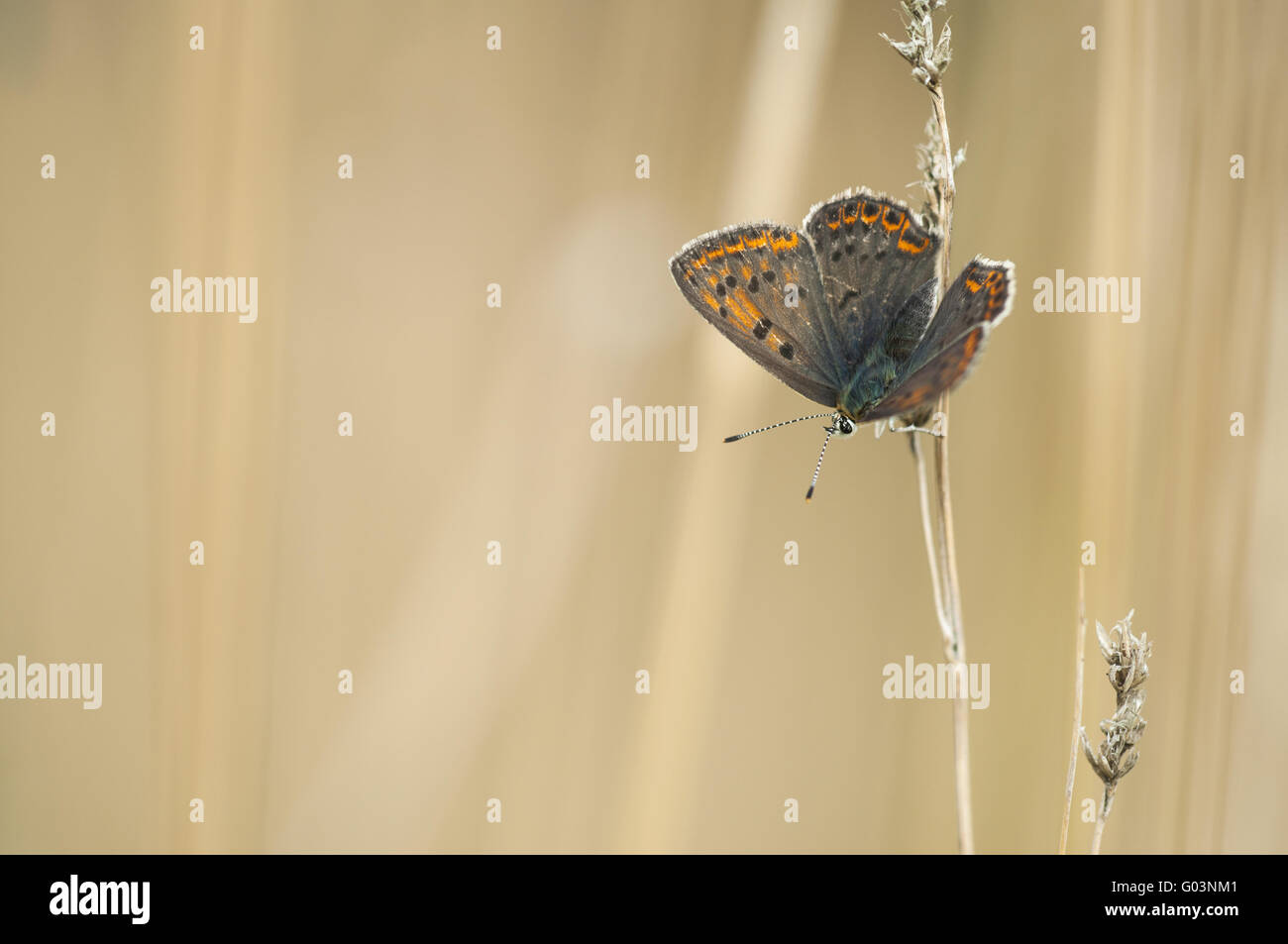 Sooty Copper (Lycaena tityrus), female, Germany Stock Photo
