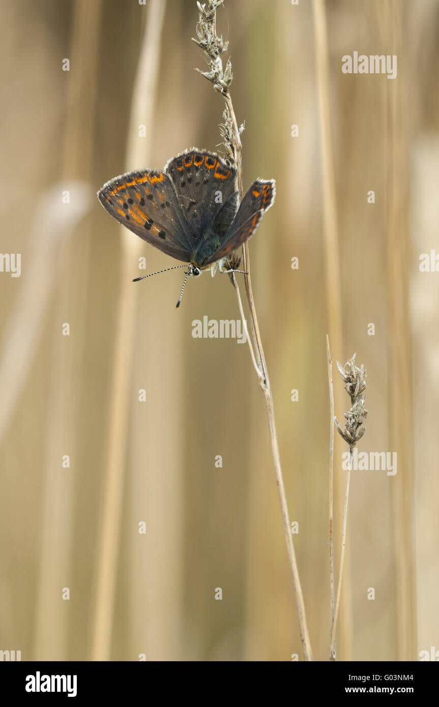 Sooty Copper (Lycaena tityrus), female, Germany Stock Photo