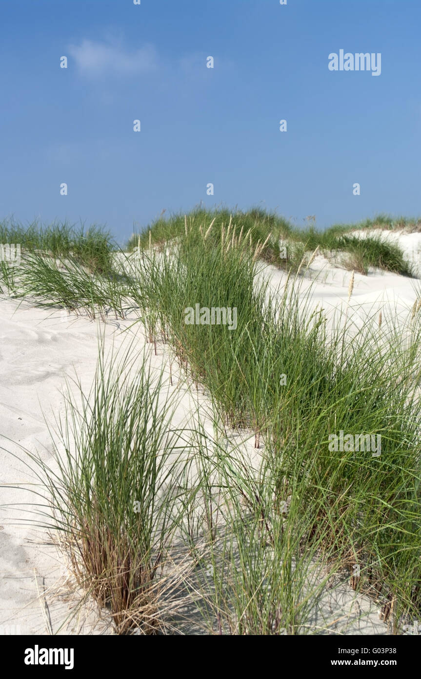 beach oat Stock Photo - Alamy