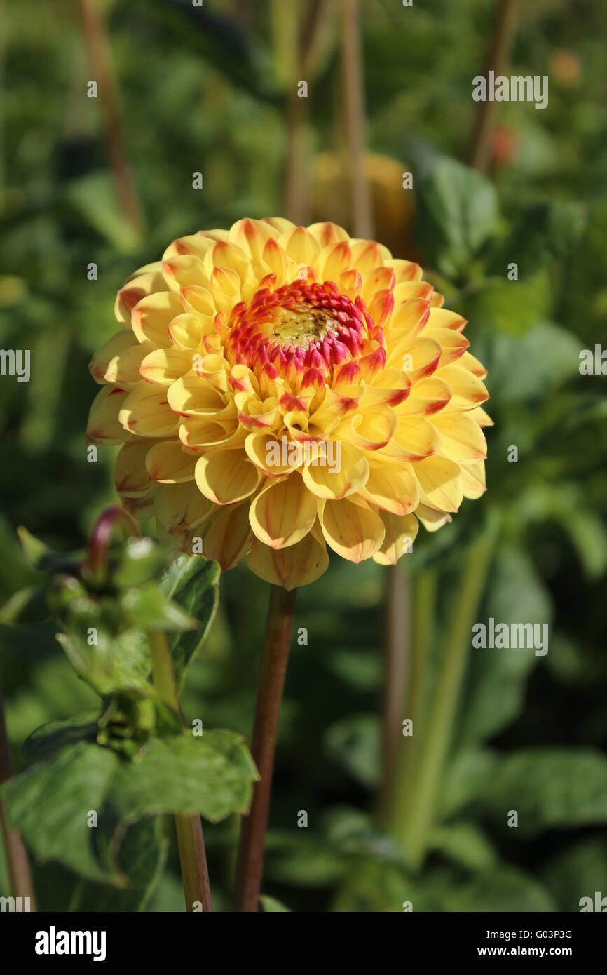 Beautiful flower (yelloworange Stock Photo Alamy
