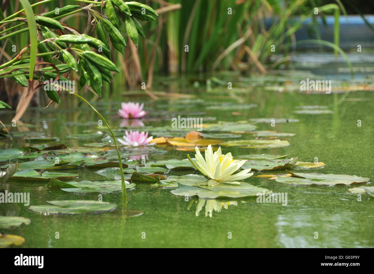 Water Lilies Stock Photo