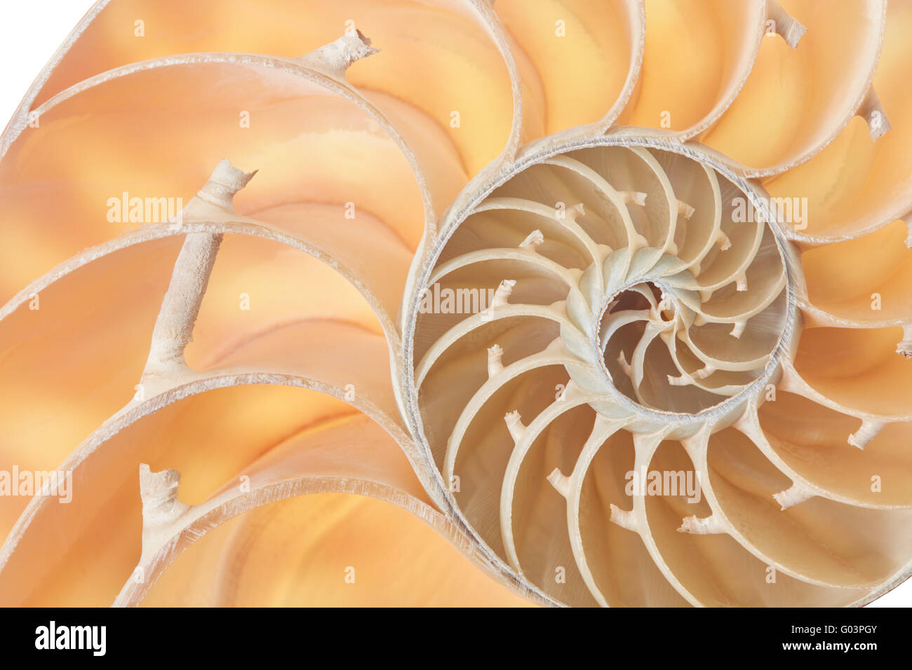 Nautilus Shell Section Perfect Fibonacci Pattern Background Stock Photo Alamy