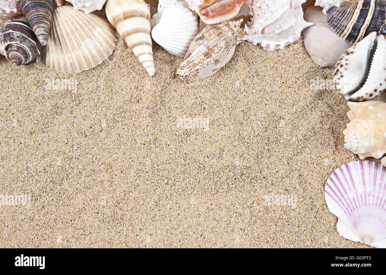 Nice Sea Shells On The Sandy Beach Taken Closeup Shell Border Or Frame Nice Sea Shells On The Sandy Beach Taken Closeup Shell Border Or Frame