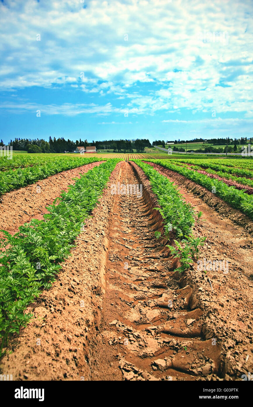 Parallel lines field hi-res stock photography and images - Alamy