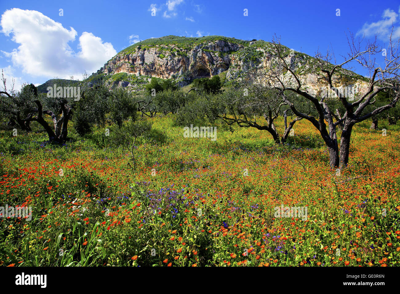 Europe meadows wildflowers plants hires stock photography and images Alamy