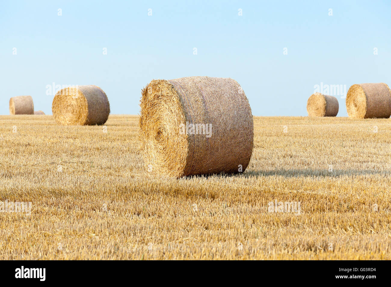 harvest of cereals Stock Photo - Alamy