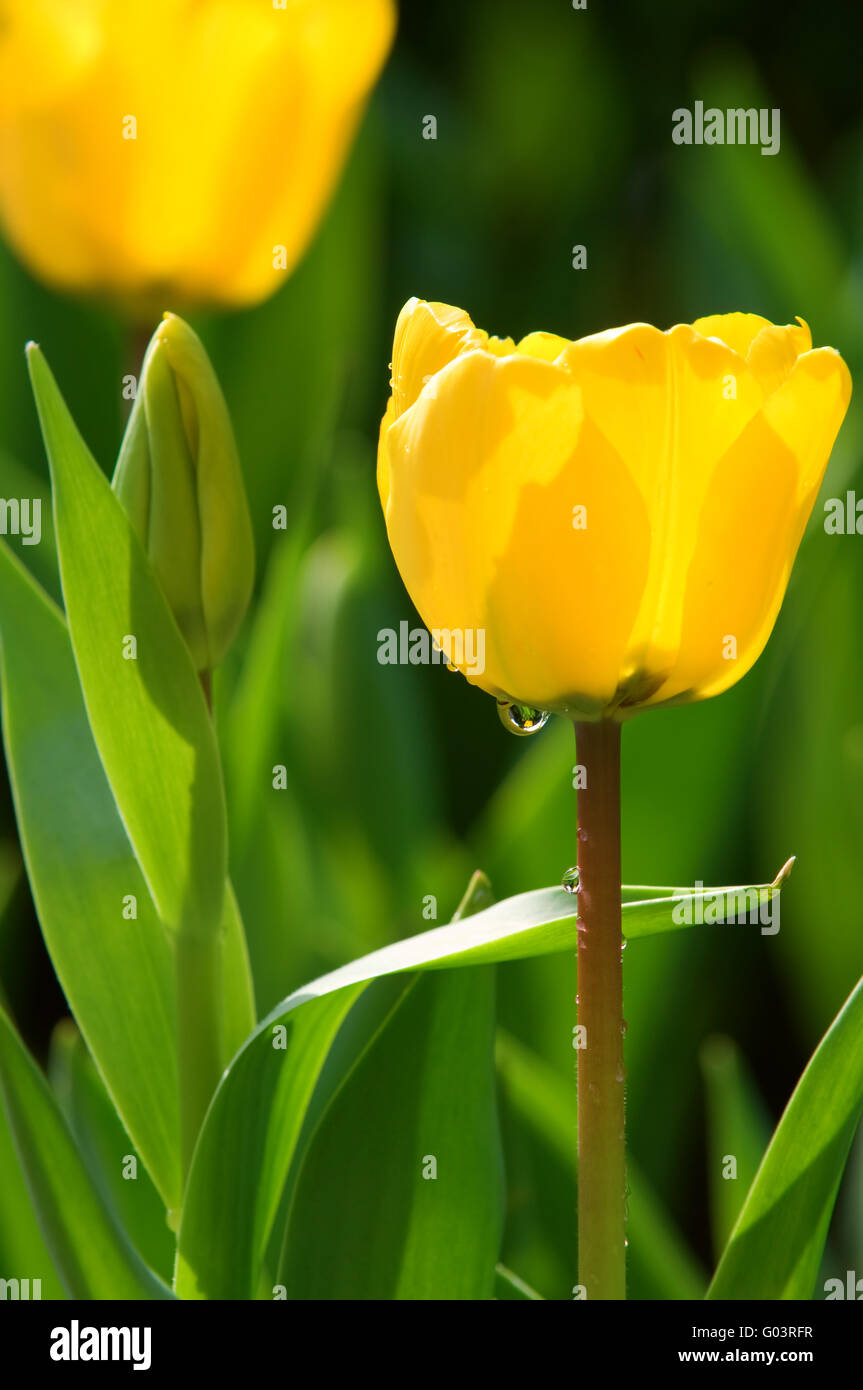 Close view of two yellow tulips with green background Stock Photo