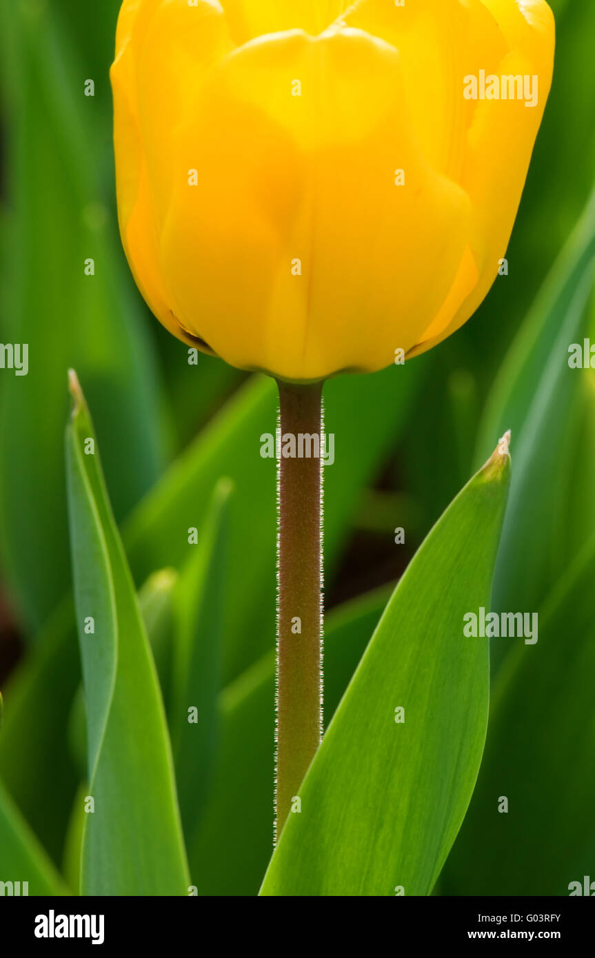 The close up view of yellow tulip over green background Stock Photo - Alamy