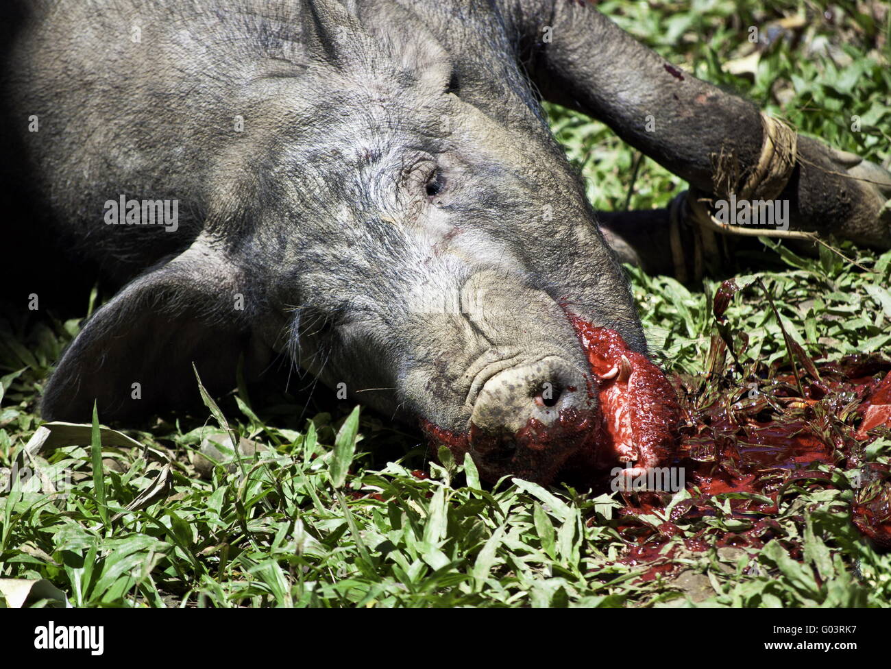 Pork slaughtered in during traditional funeral ceremony in Tana Toraja Stock Photo
