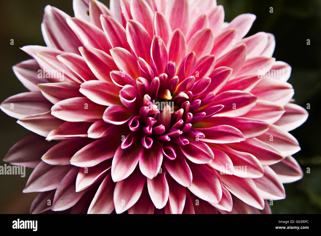 Closeup of a pink dahlia Stock Photo - Alamy