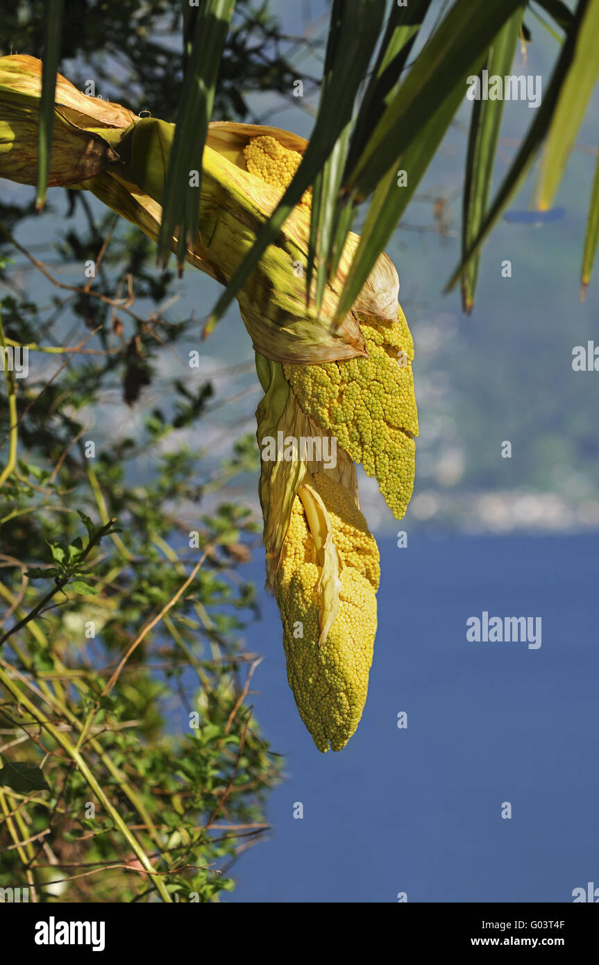 Panicles of a Windmill Palm at lake Lago Maggiore Stock Photo