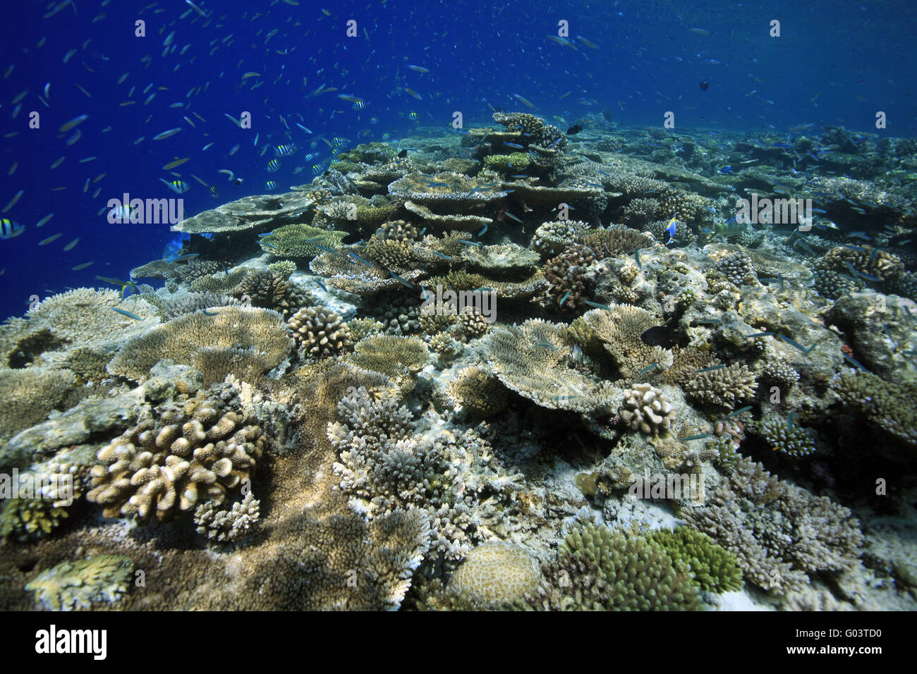 Korallenriff, Coral reef Stock Photo