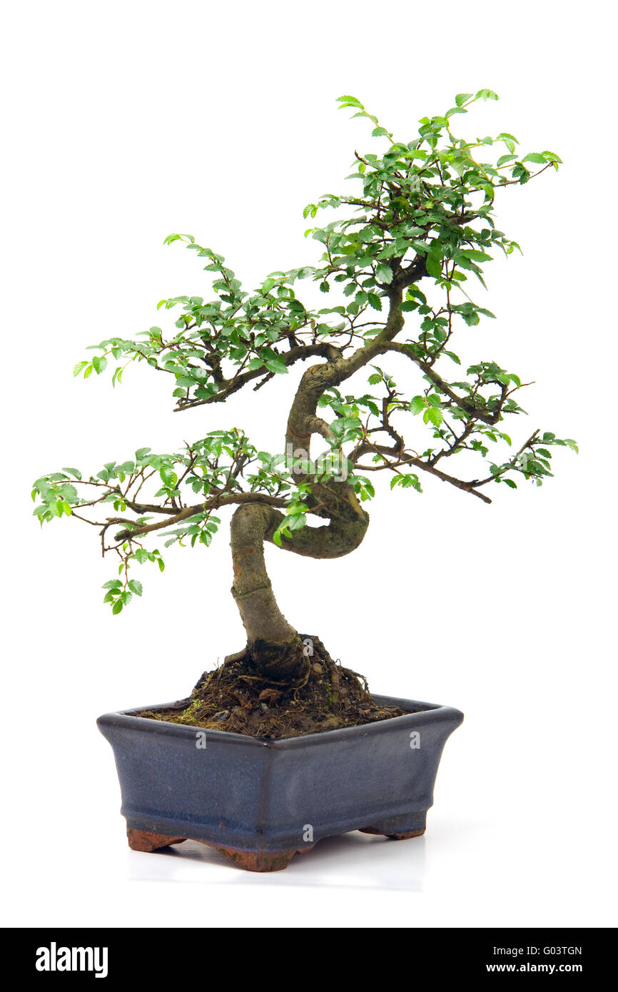 Chinese green bonsai tree Isolated on white background Stock Photo - Alamy