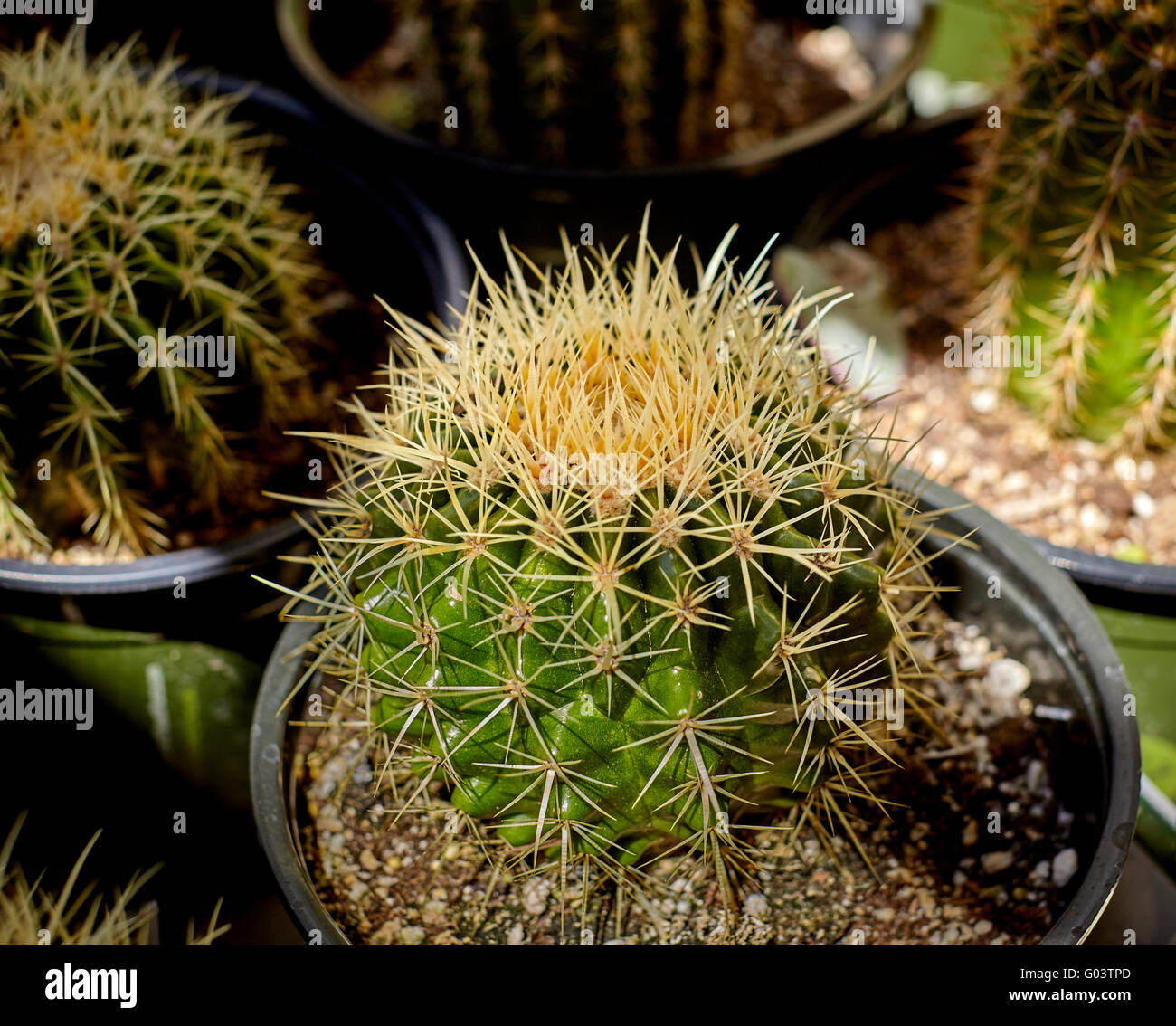 Barrel cactus growing in pots with shallow depth of field Stock Photo