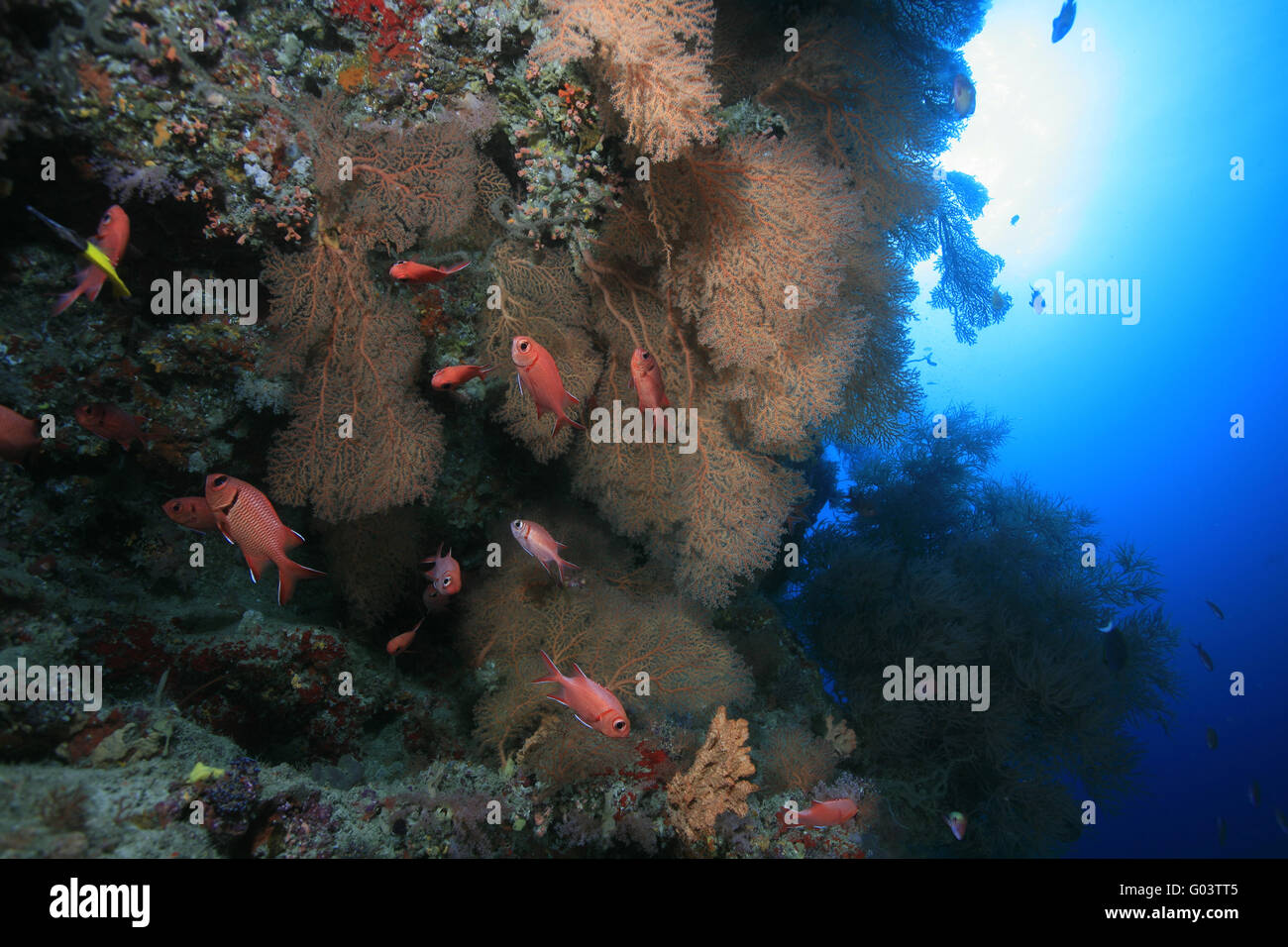 Farbenprächtiges Korallenriff, Beautyful Coral Reef Stock Photo