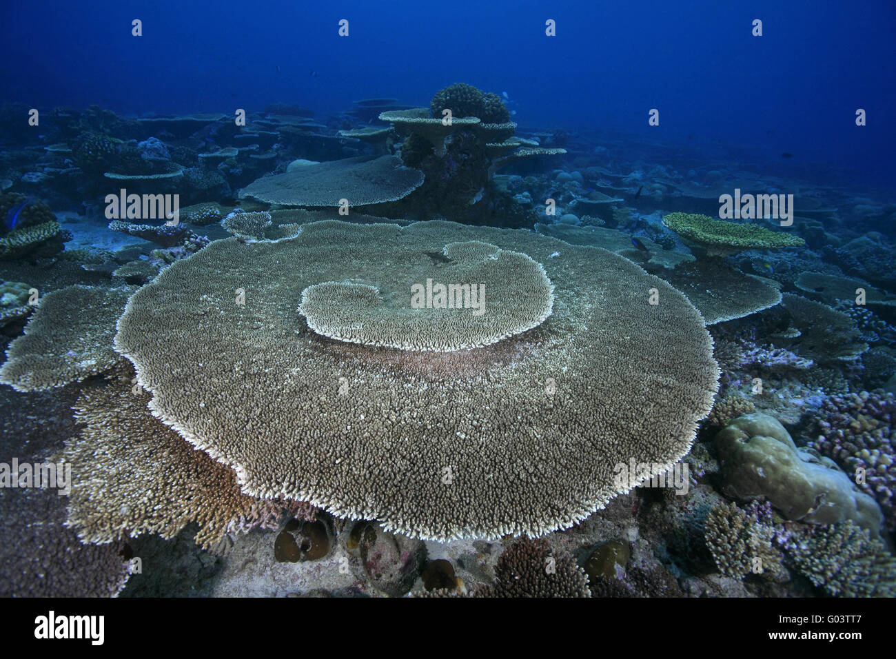 Korallenriff, Coral Reef Stock Photo