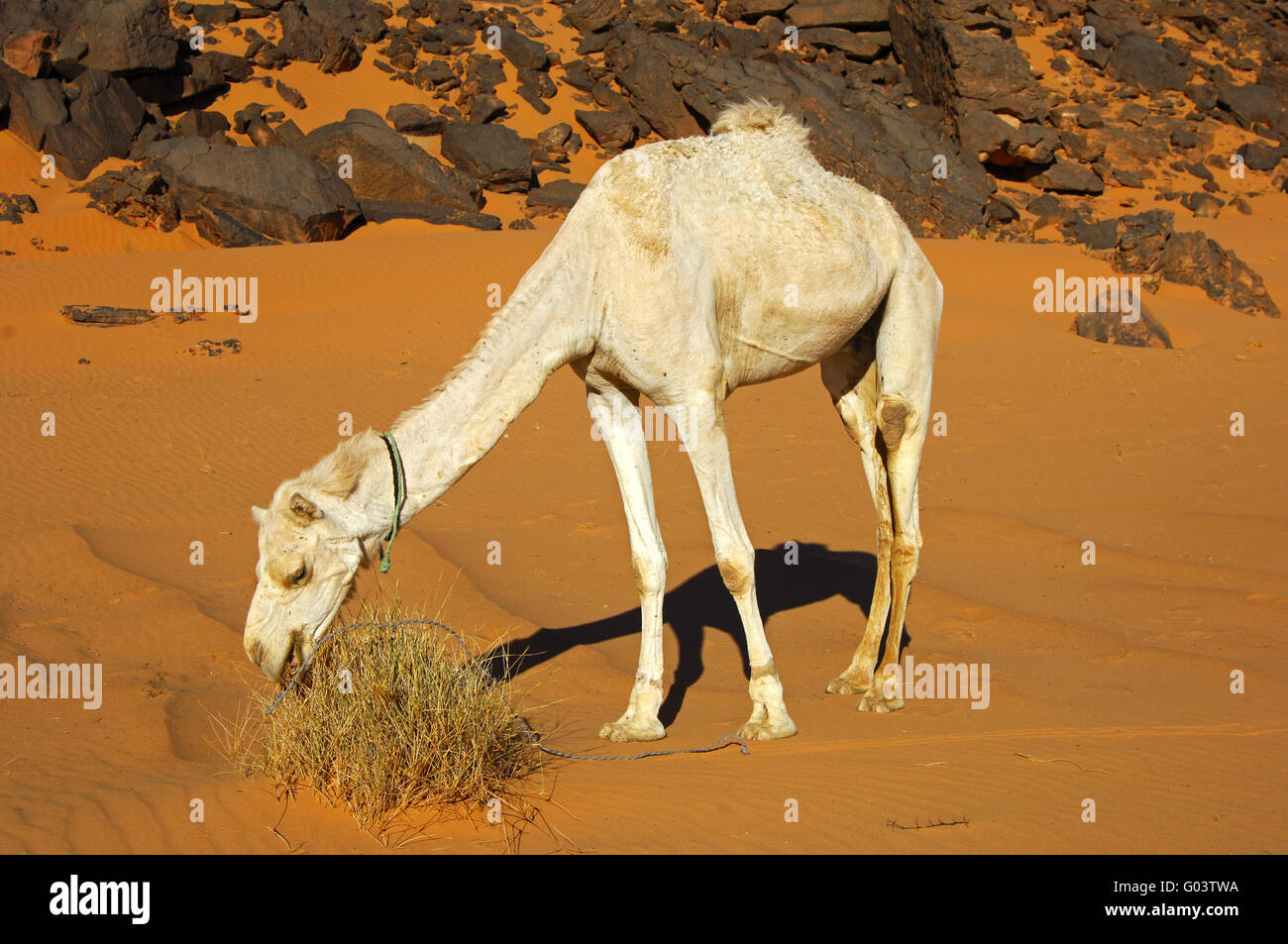 Dromedary feeding on a meagre desert vegetation Stock Photo